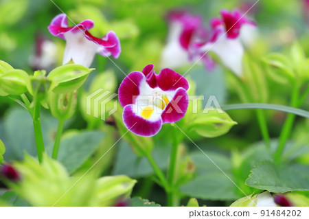 Summer violet or torenia Summer violet or torenia 91484202