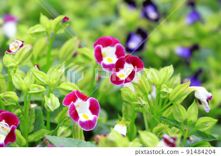 Summer violet or torenia 91484204