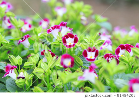 Summer violet or torenia 91484205