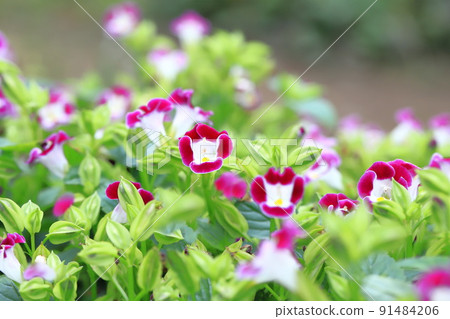 Summer violet or torenia 91484206