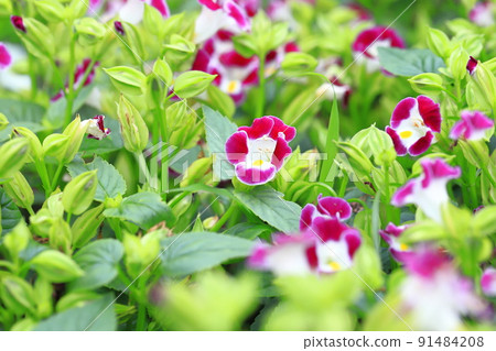 Summer violet or torenia Summer violet or torenia 91484208
