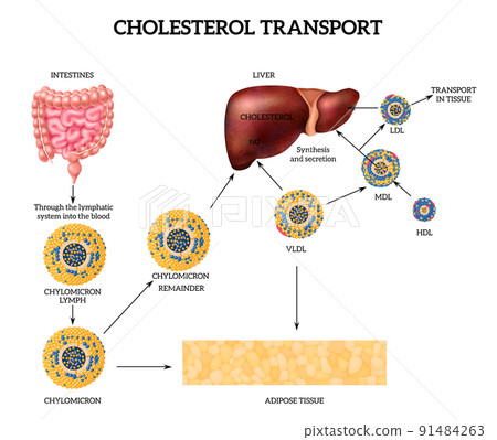 Cholesterol Transport Concept Cholesterol Transport Concept 91484263