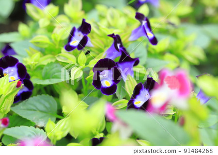 Summer violet or torenia 91484268