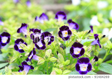 夏季紫羅蘭或 torenia 91484269