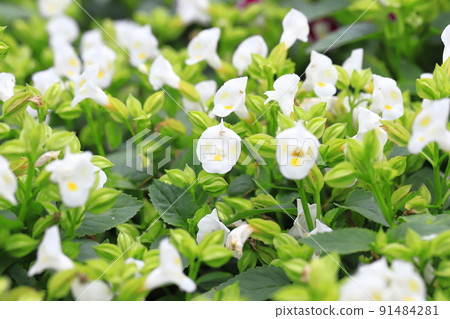 Summer violet or torenia 91484281