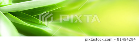 blurry leaves nature of summer green leaves natural green leaf plant used as wallpaper background 91484294