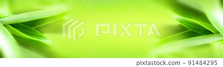 blurry leaves nature of summer green leaves natural green leaf plant used as wallpaper background 91484295
