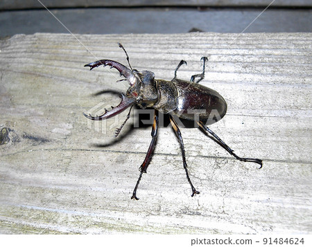 Miyamakuwagata Miyamakuwagata 91484624