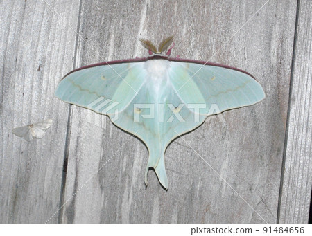 Affiliation 91484656