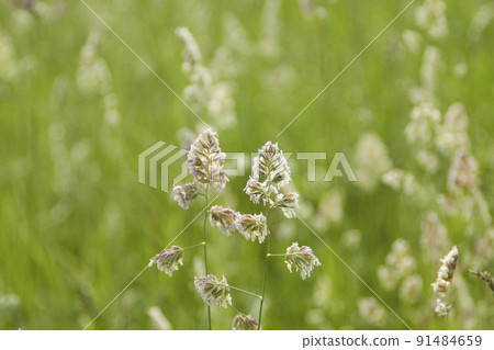 grass in the park, close up view, selective focus grass in the park, close up view, selective focus 91484659