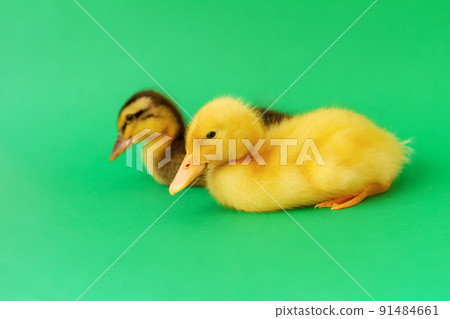 two small yellow and variegated duckling sitting on green background, selective focus two small yellow and variegated duckling sitting on green background, selective focus 91484661