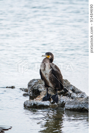 Great cormorant, Phalacrocorax carbo, standing on a stone on the sea shore. 91484690