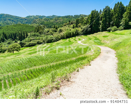 初夏房總半島的清新景色，綠意盎然的小山千枚田 91484731