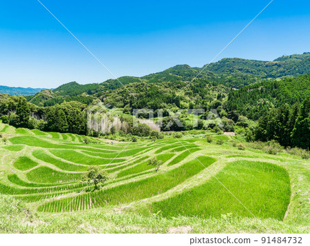 初夏房總半島的清新景色，綠意盎然的小山千枚田 91484732