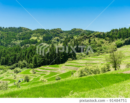 A refreshing view of the Boso Peninsula in early summer, Oyama Senmaida with beautiful fresh greenery A refreshing view of the Boso Peninsula in early summer, Oyama Senmaida with beautiful fresh greenery 91484751
