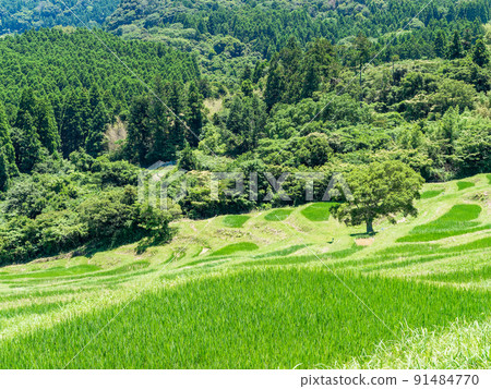 A refreshing view of the Boso Peninsula in early summer, Oyama Senmaida with beautiful fresh greenery A refreshing view of the Boso Peninsula in early summer, Oyama Senmaida with beautiful fresh greenery 91484770