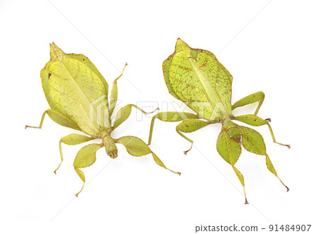 stick insect in studio 91484907