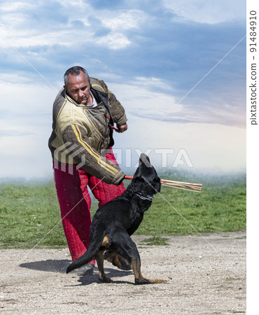training of french shepherd training of french shepherd 91484910