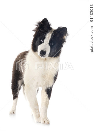 young Yakutian Laika 91485018