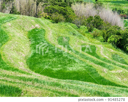 A refreshing view of the Boso Peninsula in early summer, Oyama Senmaida with beautiful fresh greenery A refreshing view of the Boso Peninsula in early summer, Oyama Senmaida with beautiful fresh greenery 91485278