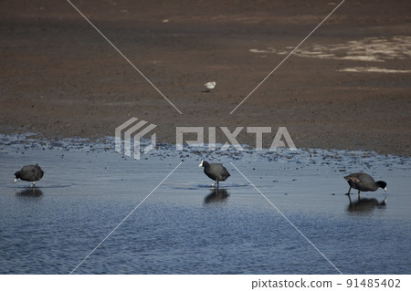 Hawaiian Coot, Fulica alai, alae kea 91485402