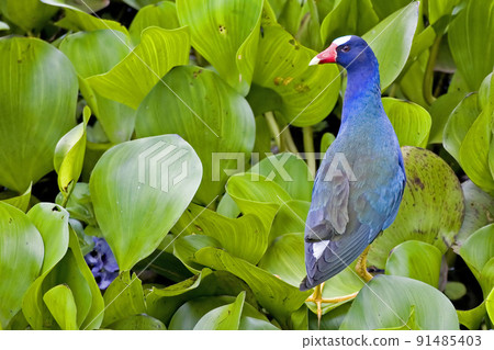 Hunting Purple Gallinule, Porphyrio martinicus 91485403