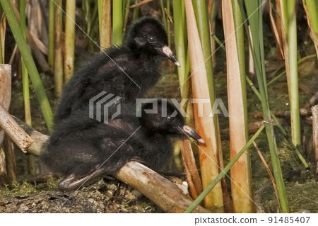 Pair of Virginia Rail, Rallus limicola chicks Pair of Virginia Rail, Rallus limicola chicks 91485407