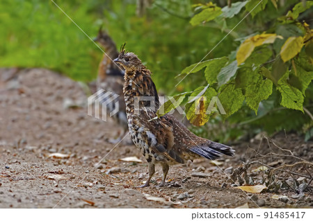 Rufous form of Ruffed Grouse, Bonasa umbellus 91485417