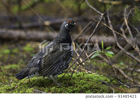 View of Male Spruce Grouse, Falcipennis canadensis, in boreal forest 91485421