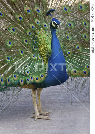 Male Indian Peafowl, Pavo cristatus 91485426