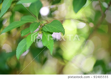 Forsythia leaves as a close up against a blurred background 91485555