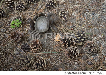 Fallen pine cones 91487566