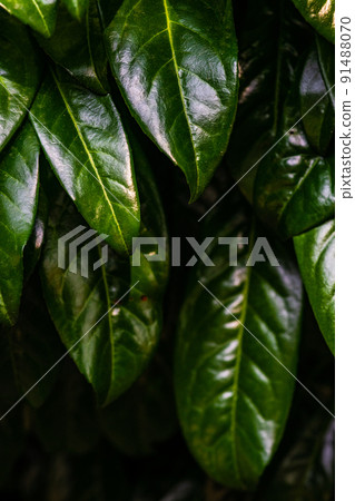 Fresh spring leaves Fresh spring leaves 91488070