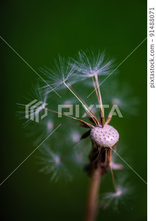 Close up of dandelion head Close up of dandelion head 91488071
