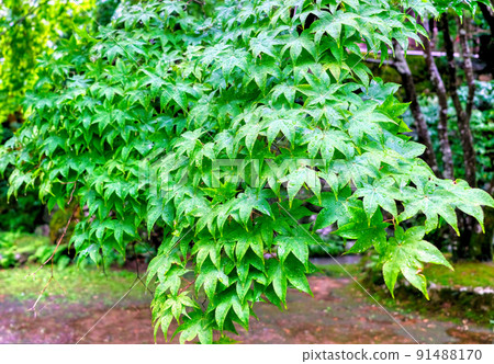Blue maple leaves at Shojiji Temple in Kyoto 91488170