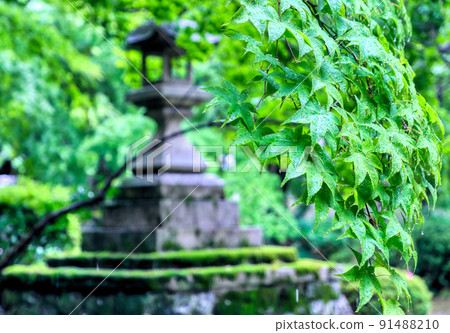 Blue maple leaves at Shojiji Temple in Kyoto Blue maple leaves at Shojiji Temple in Kyoto 91488210