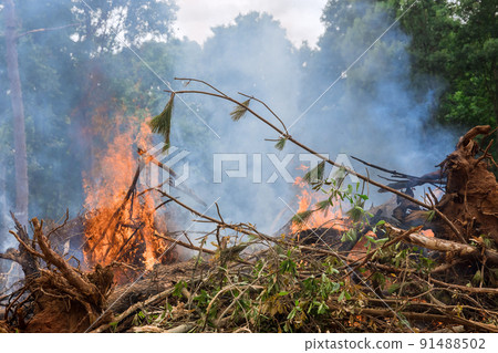 Preparation land on burnt forest that was uprooted for the construction of new houses Preparation land on burnt forest that was uprooted for the construction of new houses 91488502