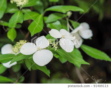 White flowers of Hydrangea scanden White flowers of Hydrangea scanden 91489113