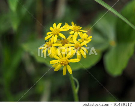 Zwabuki黃色花 Zwabuki黃色花 91489117