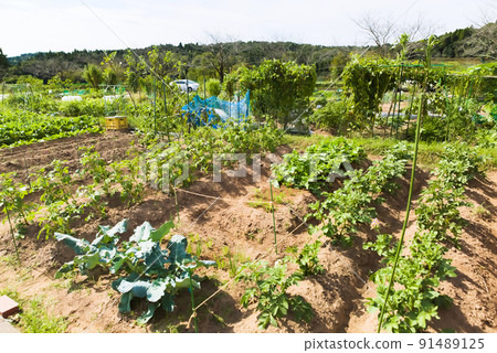 市政農場的私人田地 91489125