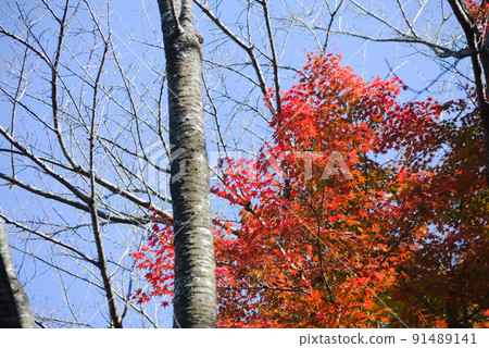 Autumn leaves of Imutaike Autumn leaves of Imutaike 91489141