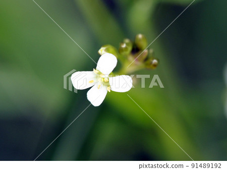 Cardamine flexuosa that grows naturally Cardamine flexuosa that grows naturally 91489192