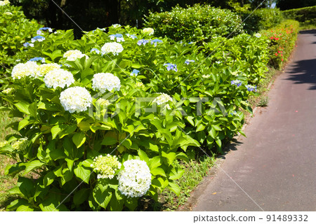 Hydrangea planting 91489332