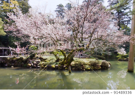 春天Kenrokuen 春天Kenrokuen 91489336