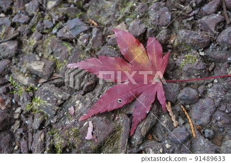 Autumn leaves, maples, red, red, madder, late autumn 91489633