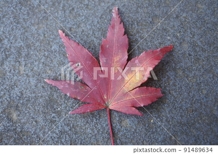 Autumn leaves, maples, red, red, madder, late autumn 91489634