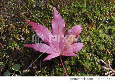 Autumn leaves, maples, red, red, madder, late autumn Autumn leaves, maples, red, red, madder, late autumn 91489638