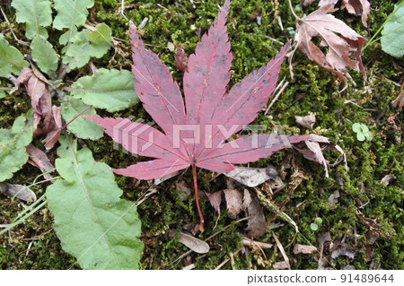 Autumn leaves, maples, red, red, madder, late autumn 91489644