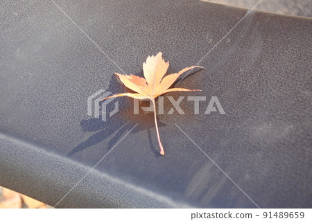 Autumn leaves, maples, red, red, madder, late autumn, playset 91489659