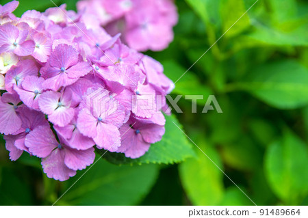 繡球花，雨季的特色，圓山公園 91489664